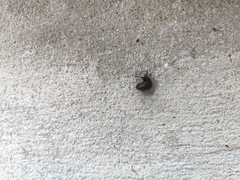 Bradybaena similaris