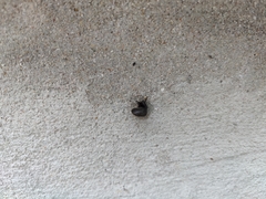 Bradybaena similaris