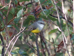 Eopsaltria griseogularis