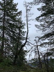 Pinus contorta contorta