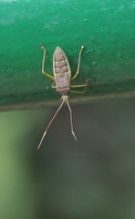 Paradasynus spinosus
