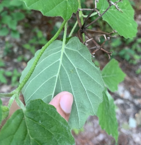 Viburnum dentatum