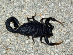 Hottentotta judaicus