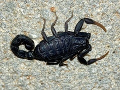 Hottentotta judaicus