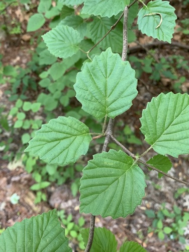 Viburnum dentatum