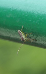 Paradasynus spinosus