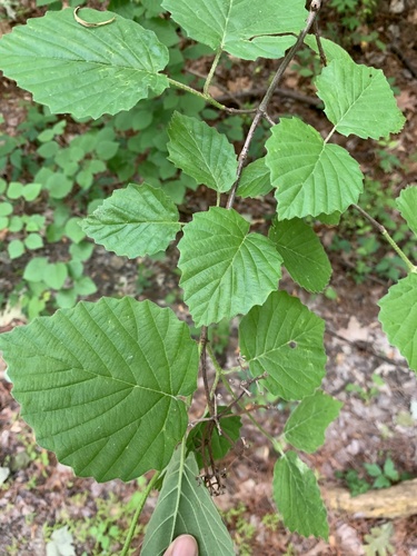 Viburnum dentatum