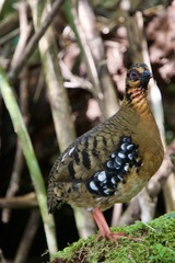 Arborophila hyperythra