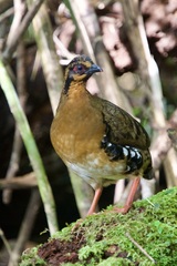 Arborophila hyperythra