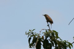 Troglodytes aedon chilensis