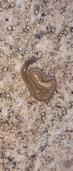Geonemertes pelaensis