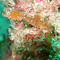 Idiotropiscis lumnitzeri