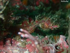 Idiotropiscis lumnitzeri