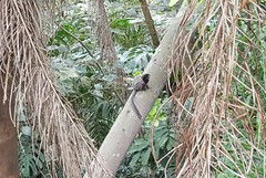 Callithrix penicillata