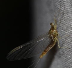 Ephemerellidae