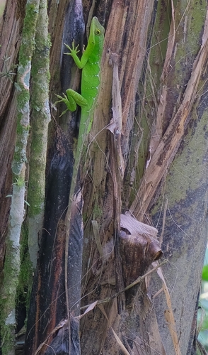 Boulenger's Anole