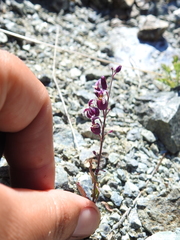 Streptanthus glandulosus glandulosus