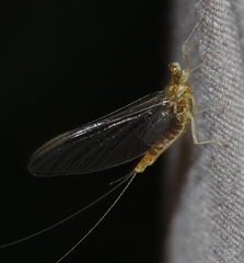 Ephemerellidae