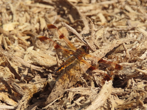 Painted Skimmer photo 5