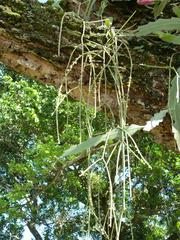 Rhipsalis floccosa