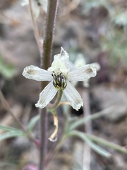 Delphinium xantholeucum