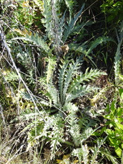 Cirsium douglasii