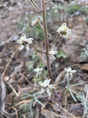 Delphinium xantholeucum