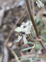 Delphinium xantholeucum
