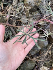 Delphinium xantholeucum