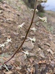 Delphinium xantholeucum