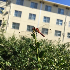 Sympetrum darwinianum