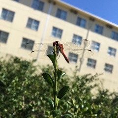 Sympetrum darwinianum