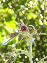 Cirsium douglasii