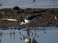 Himantopus mexicanus mexicanus