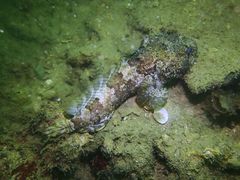 Batrachomoeus trispinosus