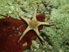 Iconaster longimanus