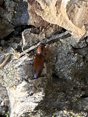 Acteniceromorphus volitans