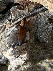 Acteniceromorphus volitans