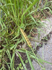 Lepidoptera