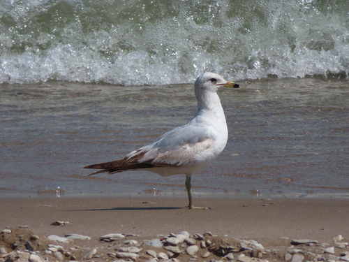 Ring-billed Gull photographed in Wisconsin