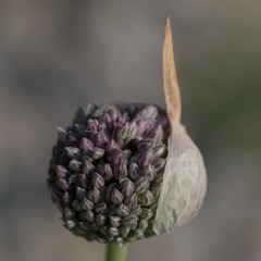 Allium polyanthum