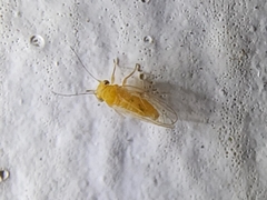 Heteropsylla