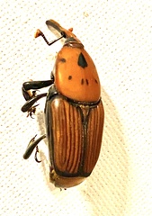 Rhynchophorus ferrugineus