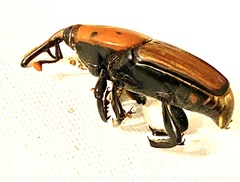 Rhynchophorus ferrugineus