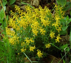 Genista germanica