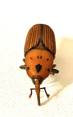 Rhynchophorus ferrugineus