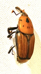 Rhynchophorus ferrugineus