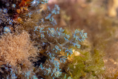 Ericaria selaginoides