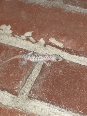 Hemidactylus turcicus