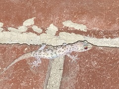 Hemidactylus turcicus